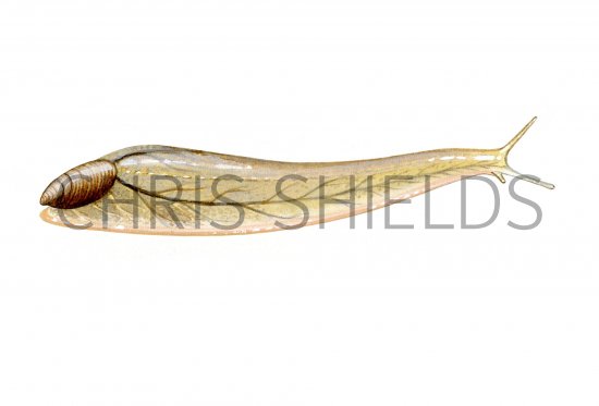 Illustration of Slug (Maug's) Testacella maugei (#0631)