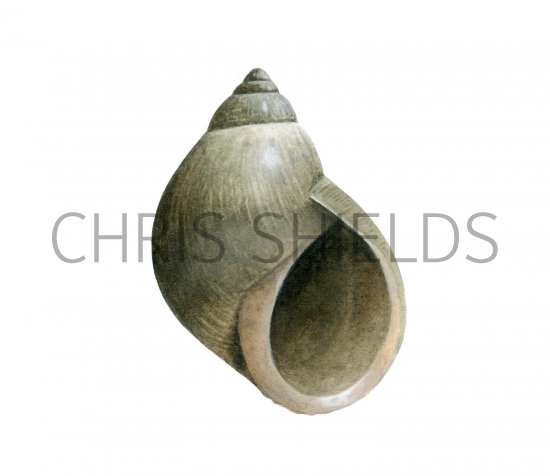 Illustration of Small Periwinkle (Melarhaphe neritoides) (#1914)