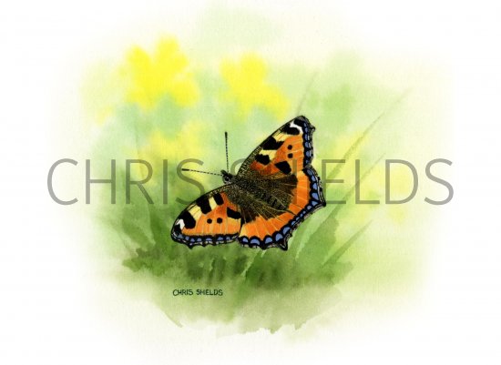 Illustration of Small Tortoiseshell (Aglais urticae) (#0330)