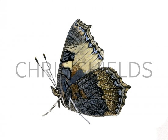 Illustration of Small Tortoiseshell (Aglais urticae) (#2584)