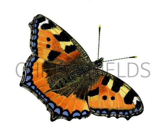 Illustration of Small Tortoiseshell (Aglais urticae) (#3386)