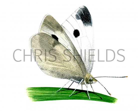 Illustration of Small White (Artogeia rapae) (#2742)