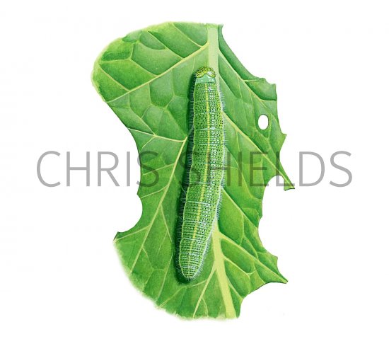 Illustration of Small White Caterpillar (Artogeia rapae) (#2681)