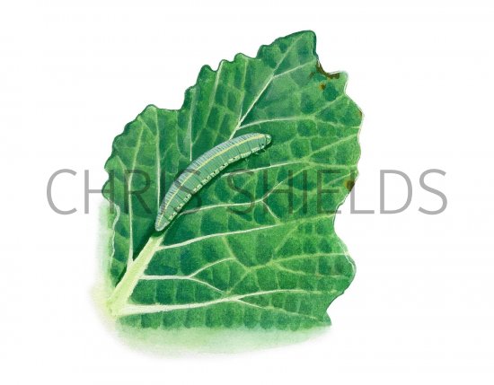 Illustration of Small White Caterpillar (Artogeia rapae) (#2504)