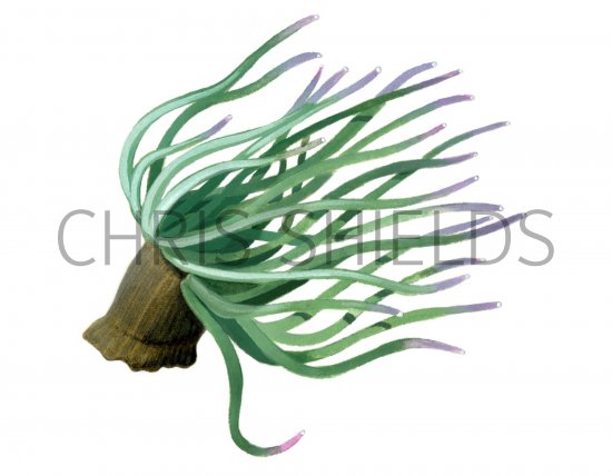 Illustration of Snakelocks Anemone (Anemonia viridis) (#1041)