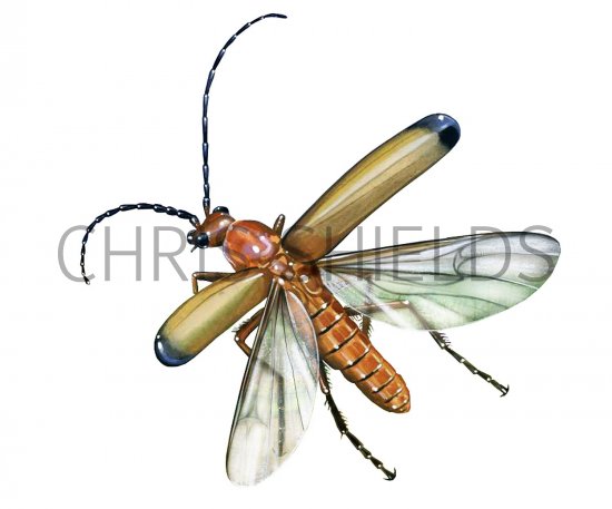 Illustration of Soldier Beetle (Rhagonych fulva) (#1445)