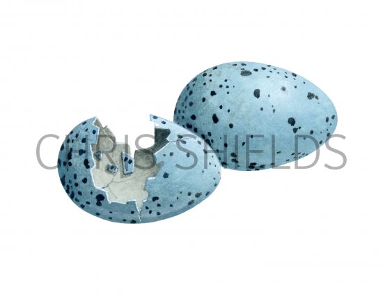 Illustration of Song Thush predated egg (Turdus philomelos) (#1408)