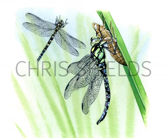 Illustration of Dragonfly (Southern Hawker) Aeshna cyanea (#1281)