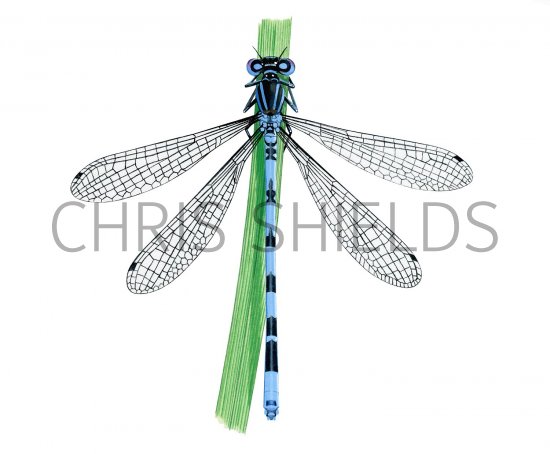 Illustration of Southern Damselfly (Coenagrion mercuriale) (#2842)