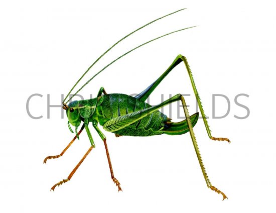 Illustration of Speckled bush cricket (Leptophyes punctatissima) (#1505)