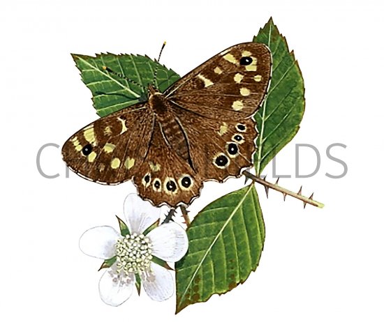 Illustration of Speckled Wood (Pararge aegeria) (#3389)