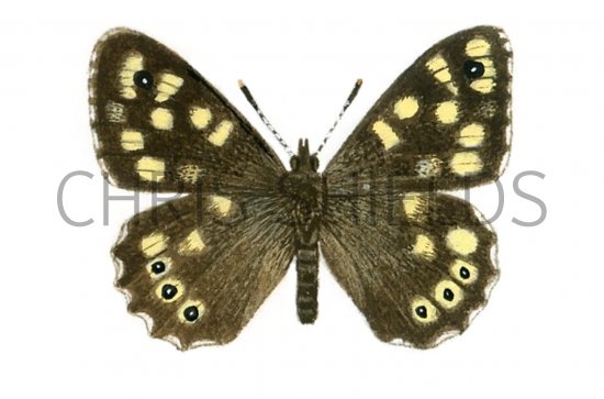 Illustration of Speckled Wood (Pararge aegeria) (#0331)