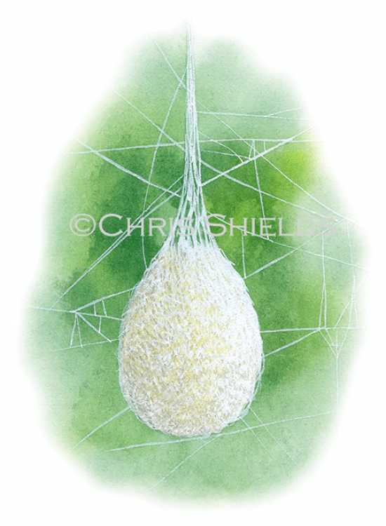 Illustration of Spider Egg Sac (Mata menardi) (#2910)