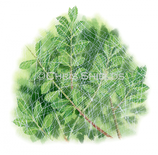 Illustration of Spider Web (Theridion sp.) (#2911)