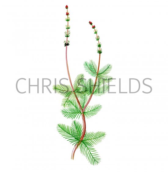 Illustration of Spiked Water Milfoil (Myriophyllum spicatum) (#0998)