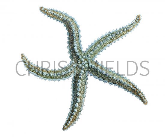 Illustration of Spiny Starfish (Marthasterias glacialis) (#1863)