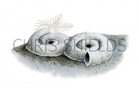 Illustration of Spiral Tube Worm (Spirorbis spirorbis) (#4280)