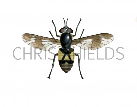Illustration of Splayed Deerfly female (Chrysops caecutiens) (#4071)