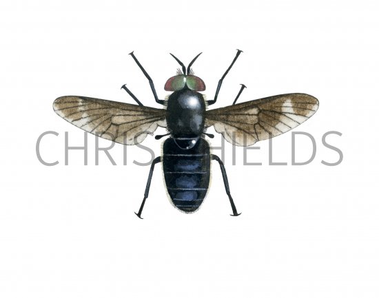 Illustration of Splayed Deerfly male (Chrysops coecutiens) (#4074)
