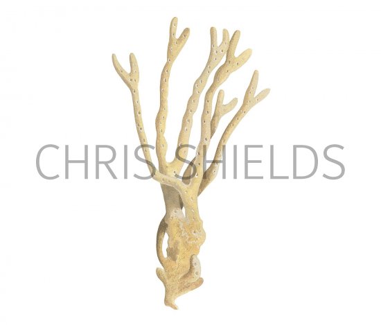 Illustration of Sponge (Halicona oculata) (#3419)
