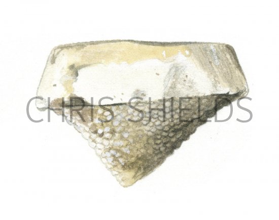 Illustration of Sponge Ventriculites preserved in flint (#0098)