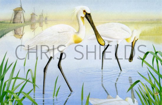 Illustration of Spoonbill (Platalea leucorodia) (#1815)