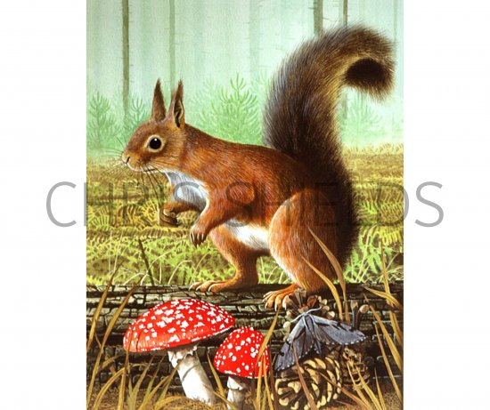 Illustration of Squirrel (Red) Sciurus vulgaris (#0581)