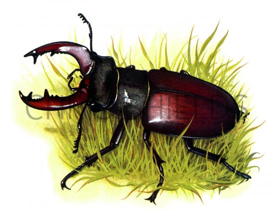 Illustration of Stag Beetle (Lucanus cervus) (#1443)