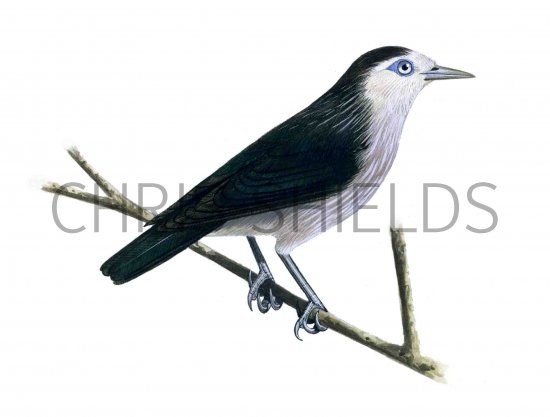 Illustration of White-faced Starling (Sturnus albofrontatus) (#0445)