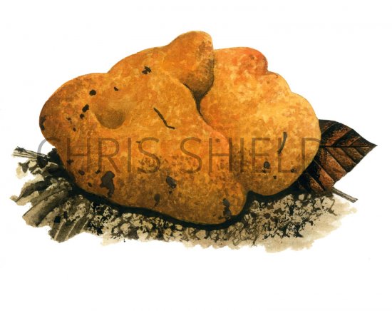 Illustration of Stephanosporus caroticolor (Carroty False Truffle) (#1994)