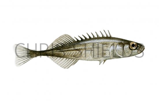 Illustration of Stickleback (Ten-spined) Pungitius pungitiu (#0188)