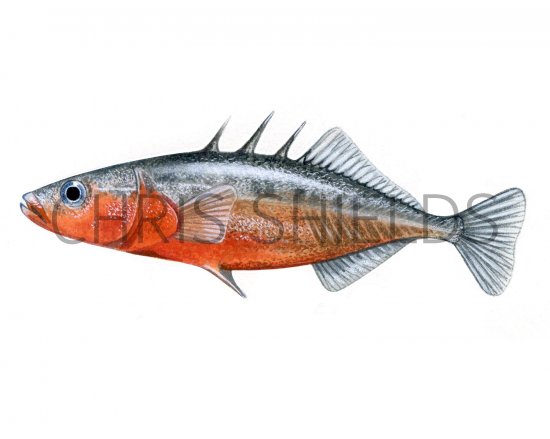 Illustration of Stickleback (Three-spined male) Gasterosteus aculeatus (#2376)
