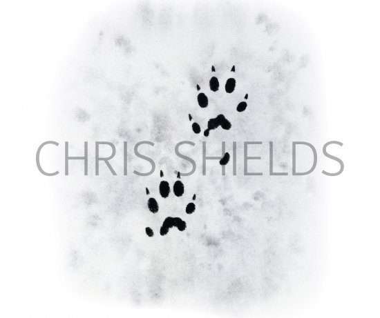 Illustration of Stoat tracks (Mustela erminea) (#4190)