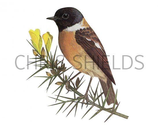 Illustration of Stonechat (Saxicola torquata) (#3714)
