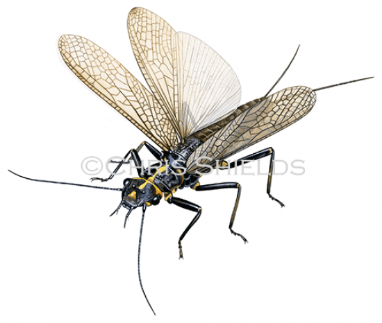 Illustration of Stonefly (Perlodes microcephalus) (#4673)