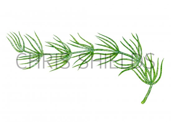 Illustration of Stonewort (Chara vulgaris) (#0973)