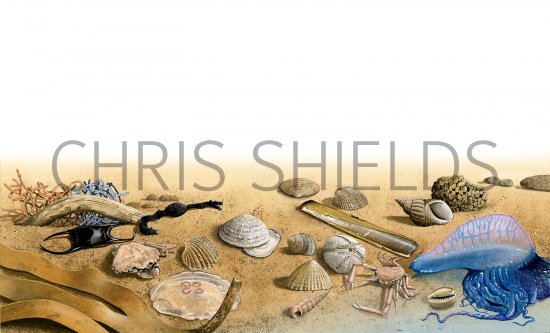 Illustration of Strandline (#2611)