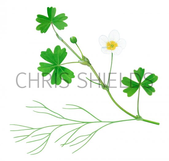Illustration of Stream Water Crowfoot (Ranunculus penicillatus) (#2815)