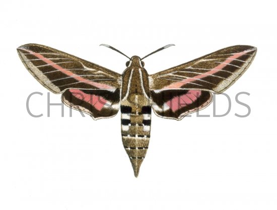 Illustration of Stripped Hawk Moth (Celerio livornica) (#1546)