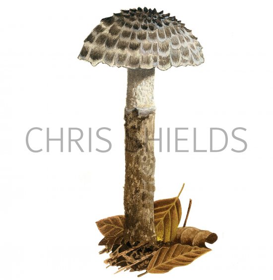 Illustration of Strobilomyces strobilaceus (Old Man of the Woods) (#2317)
