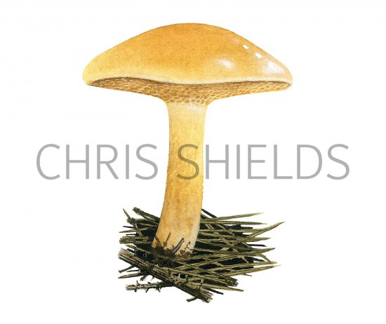 Illustration of Suillus bovinus (Bovine Bolete) (#2318)