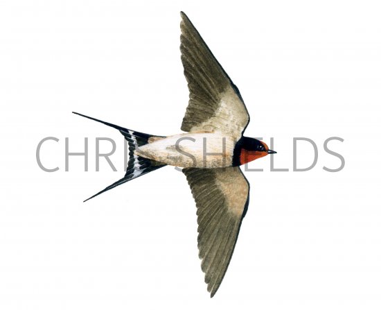 Illustration of Swallow (Hirundo rustica) (#1184)
