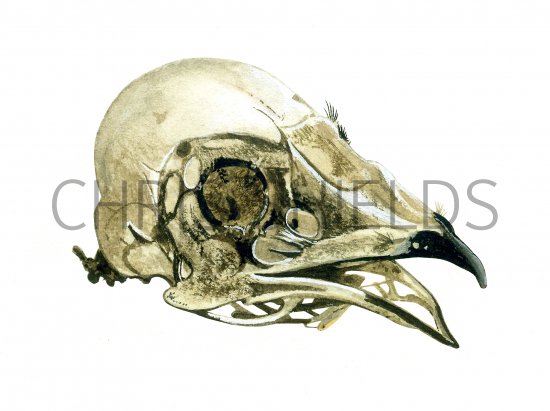 Illustration of Swift skull (Apus apus) (#0826)