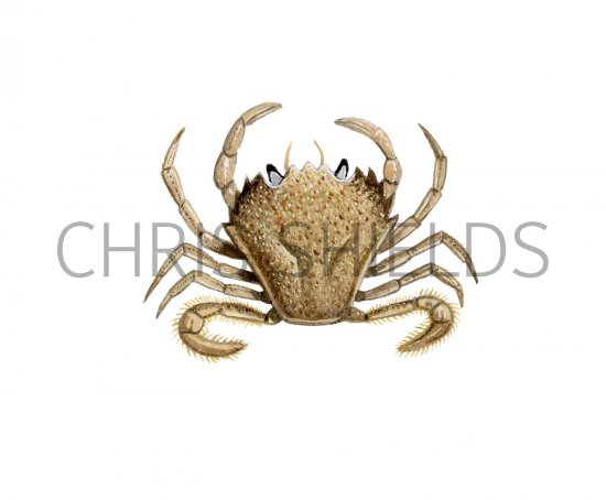 Illustration of Swimming Crab (Portumnus latipes) (#2379)