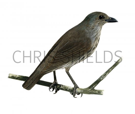 Illustration of Tanimbar Starling (Aplonis crassa) immature (#2232)