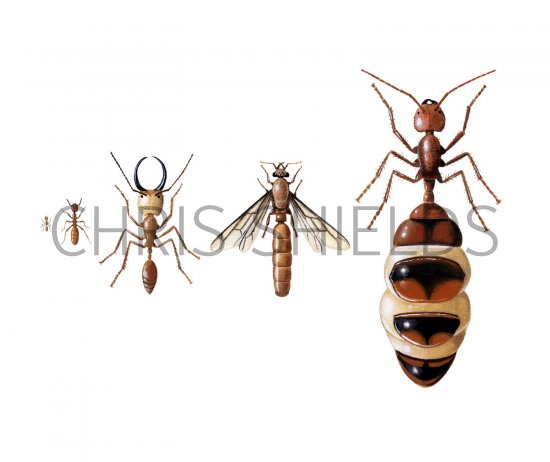 Illustration of Termite Workers, Soldier, Drone & Queen (#2205)
