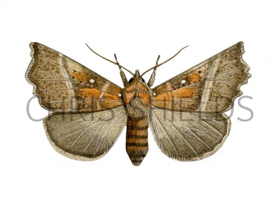 Illustration of The Herald (Scoliopteryx libatrix) (#2494)
