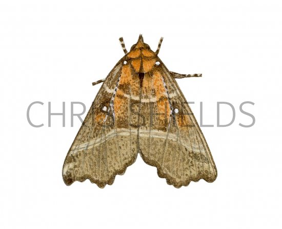 Illustration of The Herald (Scoliopteryx libatrix) (#2495)