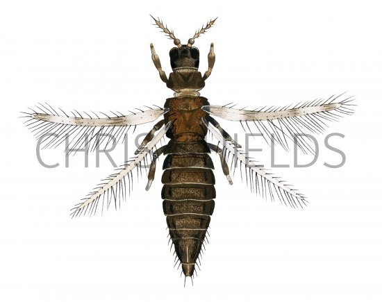 Illustration of Thrips (Aeolothrips intermedius) (#2585)