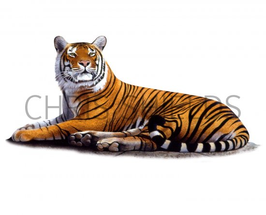 Illustration of Tiger (bengal) Panthera tigris tigris (#2230)